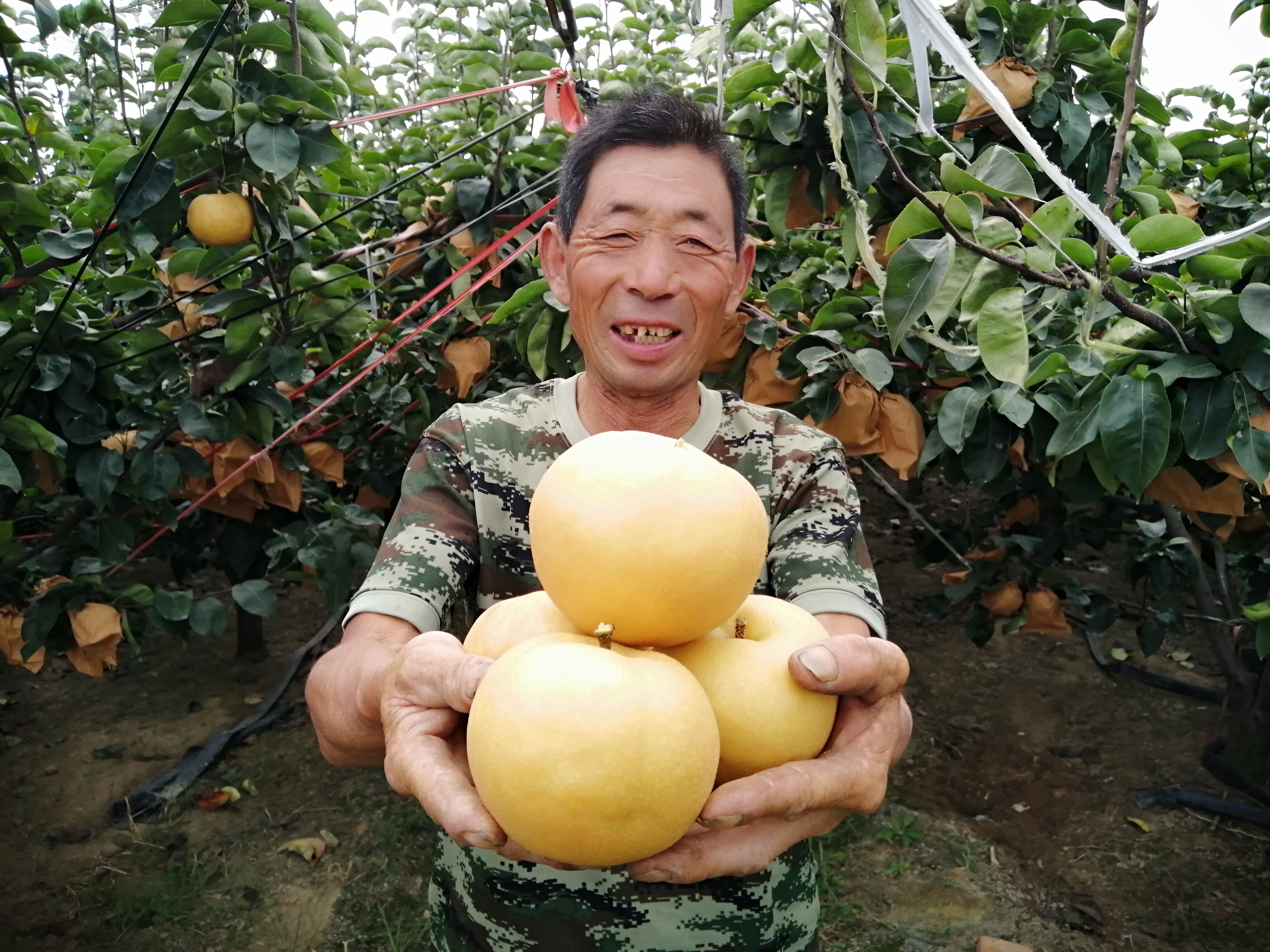 平度东阁农民这样过节:梨子丰收,生活红火