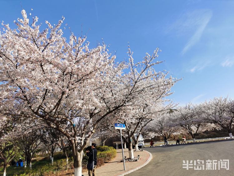 3月31日,在松岭路上的中国海洋大学,校园内樱花大道的樱花绽放,成为