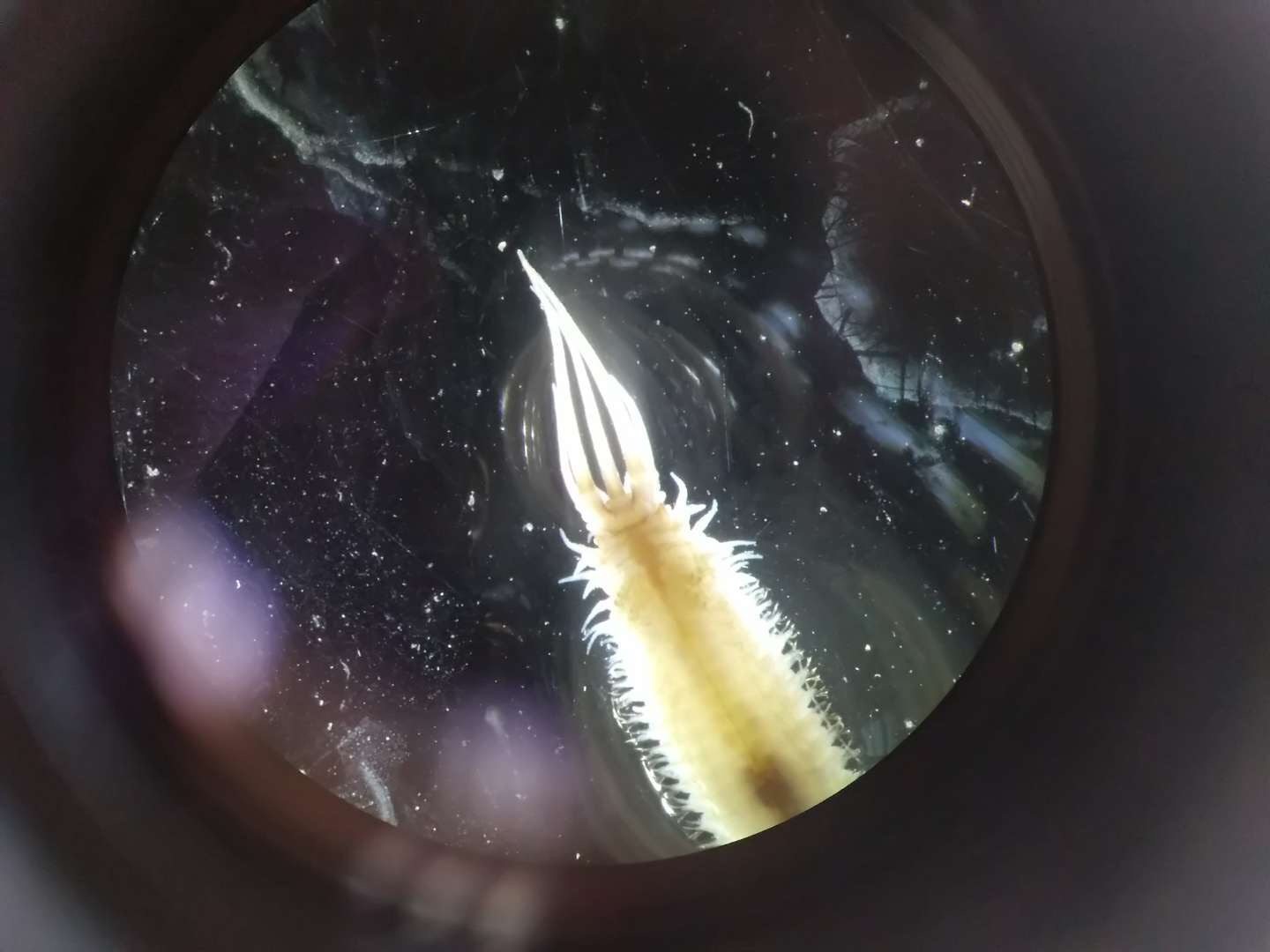 管栖类的巢沙蚕,海钓的鱼食▲齿吻沙蚕▲东方长眼虾▲凸壳肌蛤