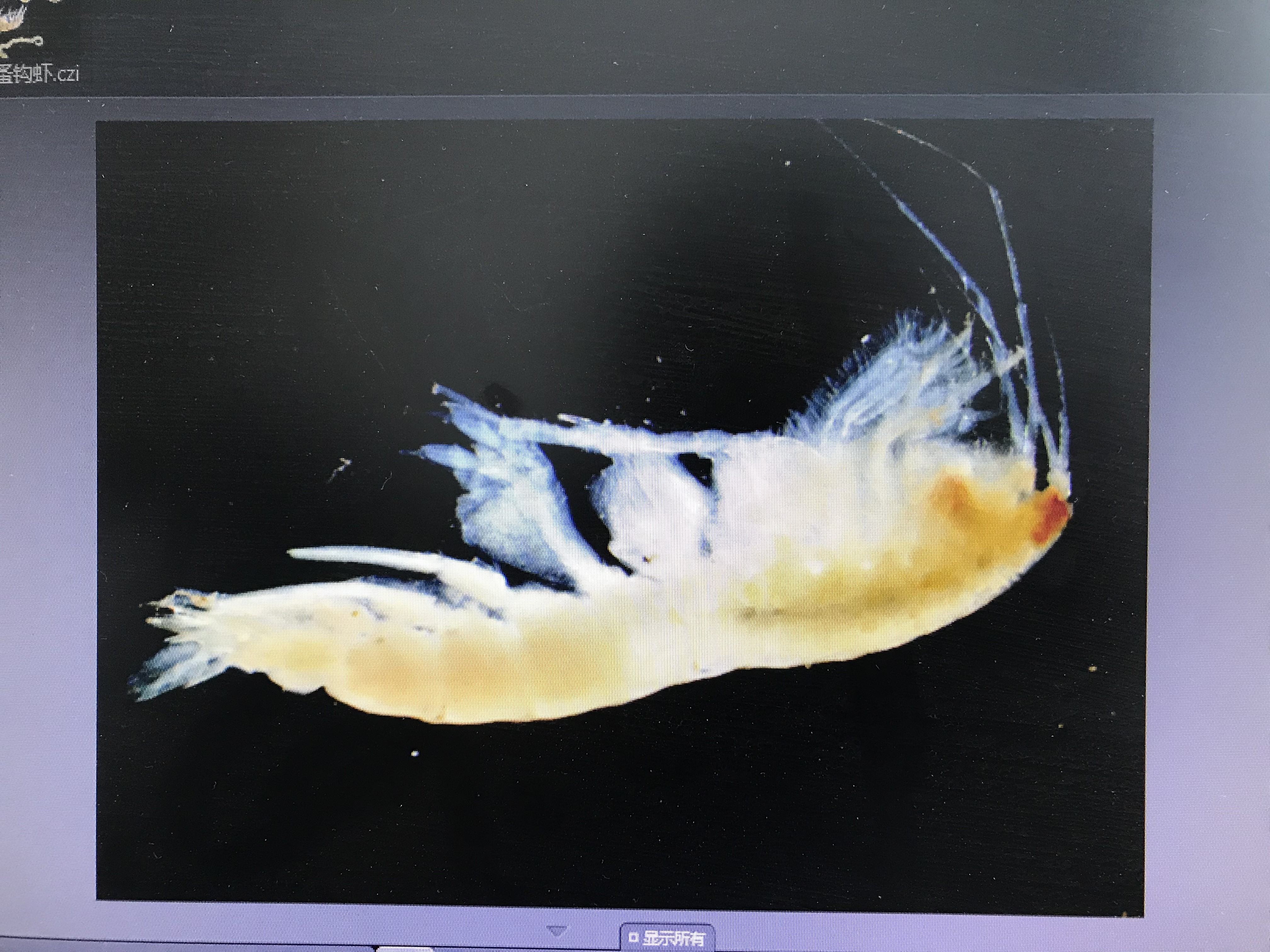 属于海蛹的种类,黑色眼点帅极了","拍到了短角双眼钩虾,号称海底万米