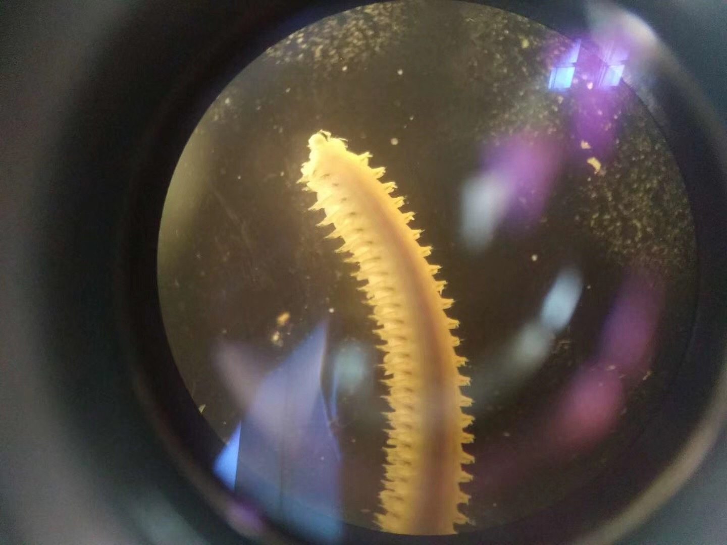 齿吻沙蚕▲东方长眼虾▲凸壳肌蛤▲双头一身是什么体验?