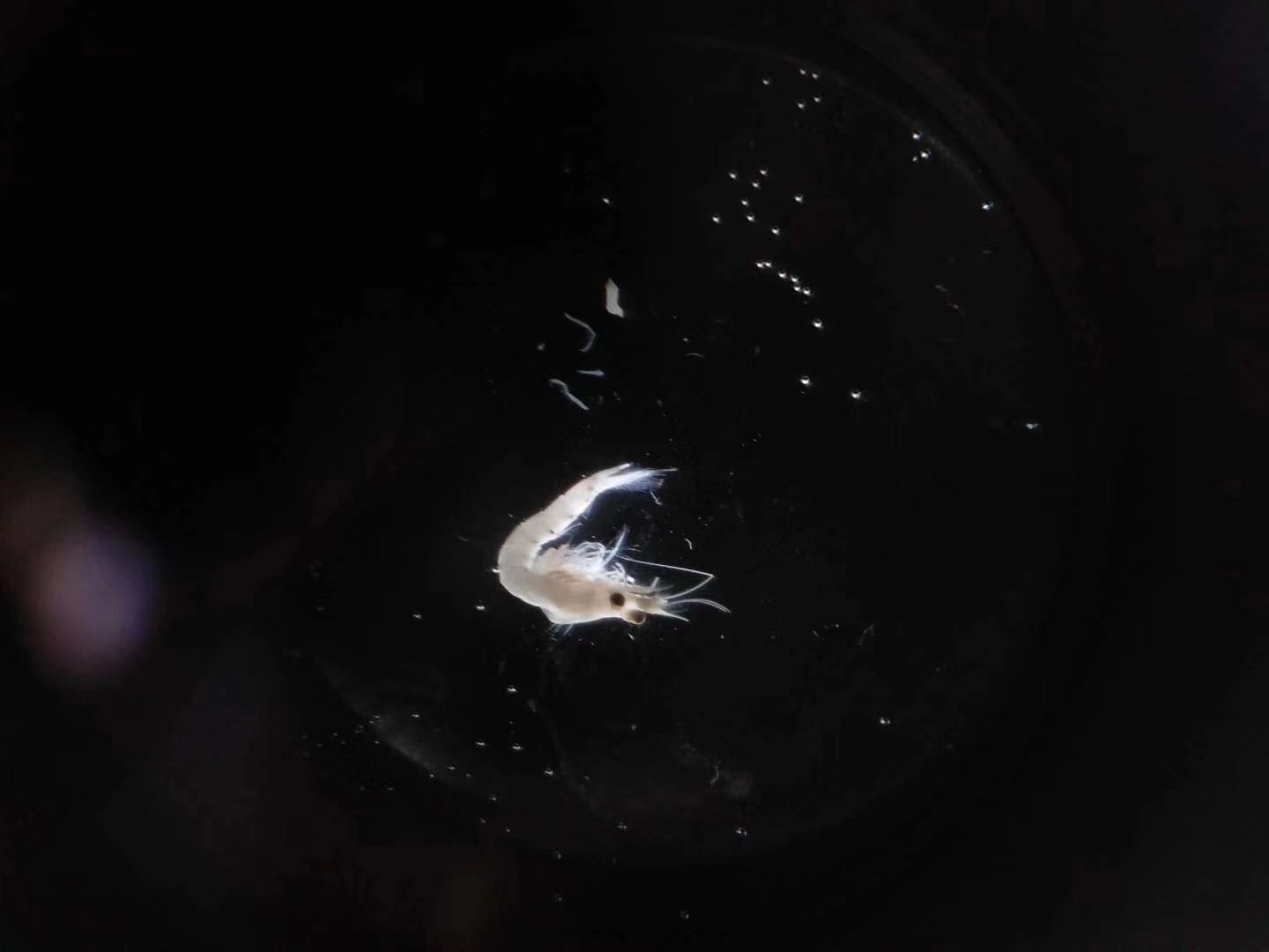 黑褐新糠虾▲大蜾蠃蜚