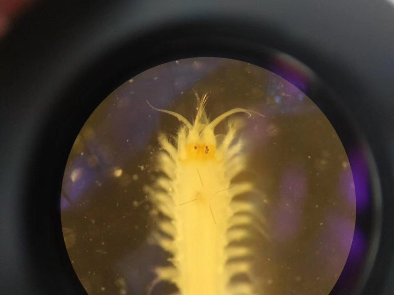 强鳞虫▲中阿曼吉虫▲海胆▲涟虫▲管栖类的巢沙蚕,海钓的鱼食▲齿