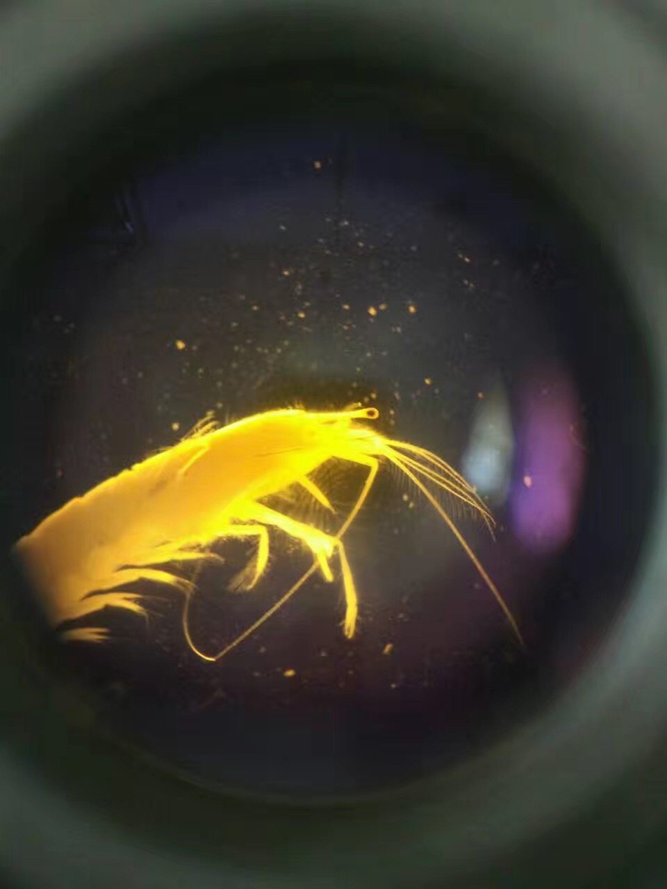 黑褐新糠虾▲大蜾蠃蜚