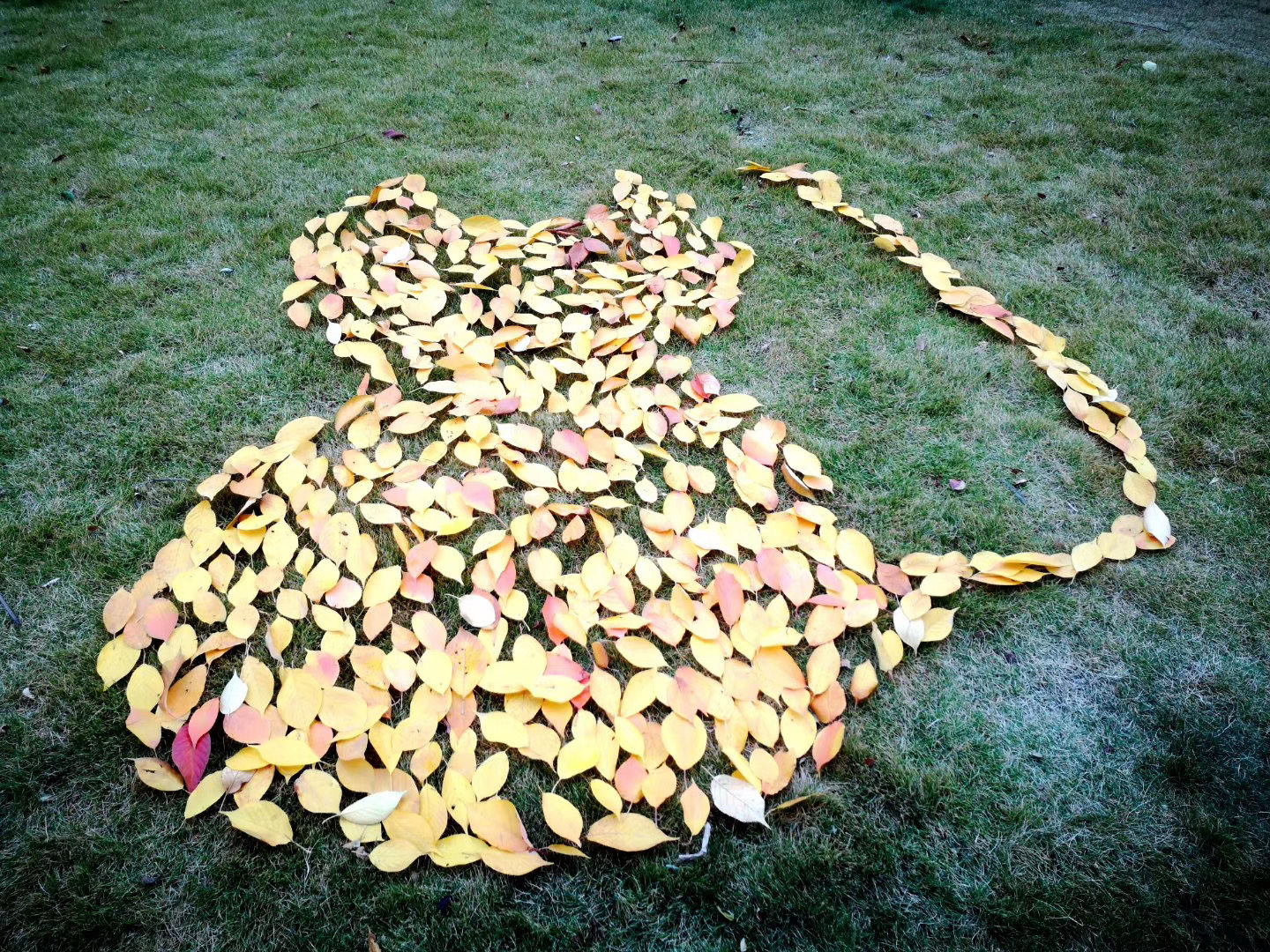 寻找青岛最牛的落叶魔法师有奖征集身边落叶艺术