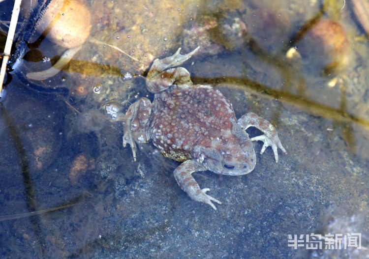 听海浪吹海风看海景青岛太平角前海蛤蟆产卵忙专家揭秘